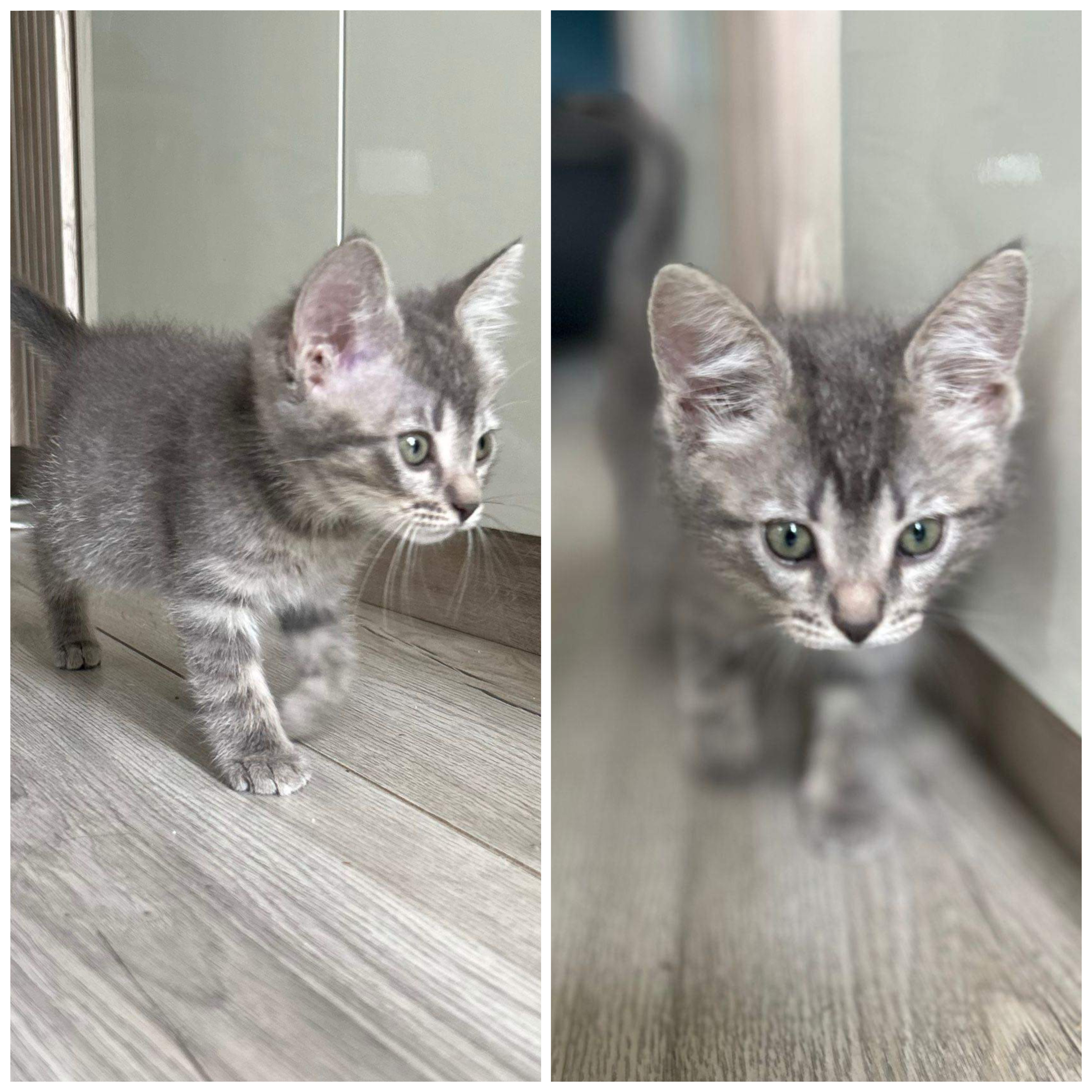 Mojito