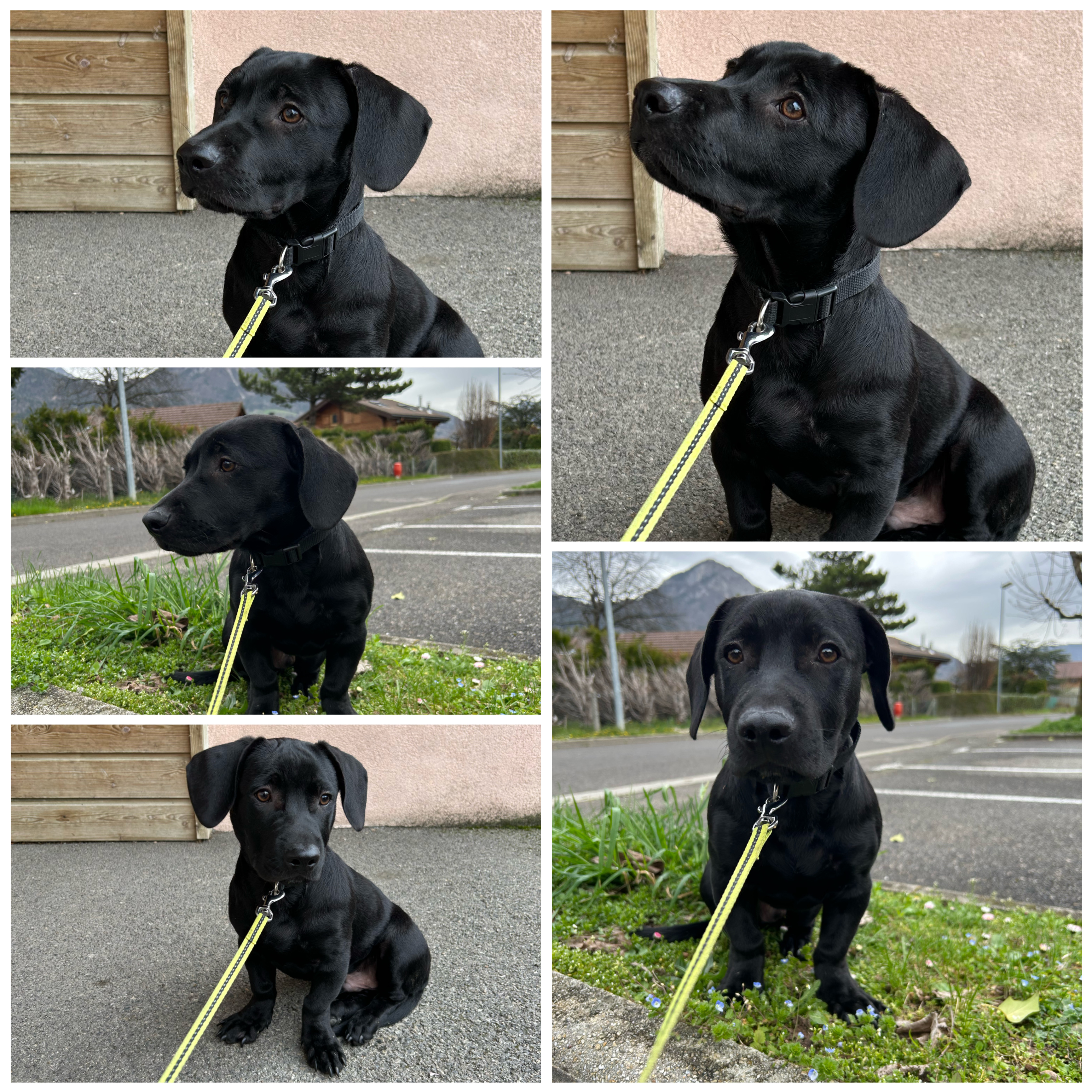 Jake