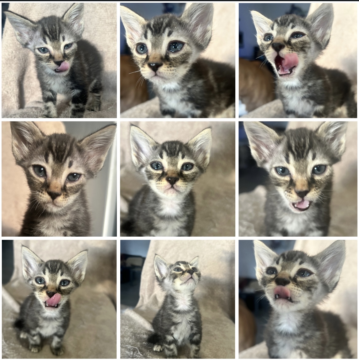 Wakanda