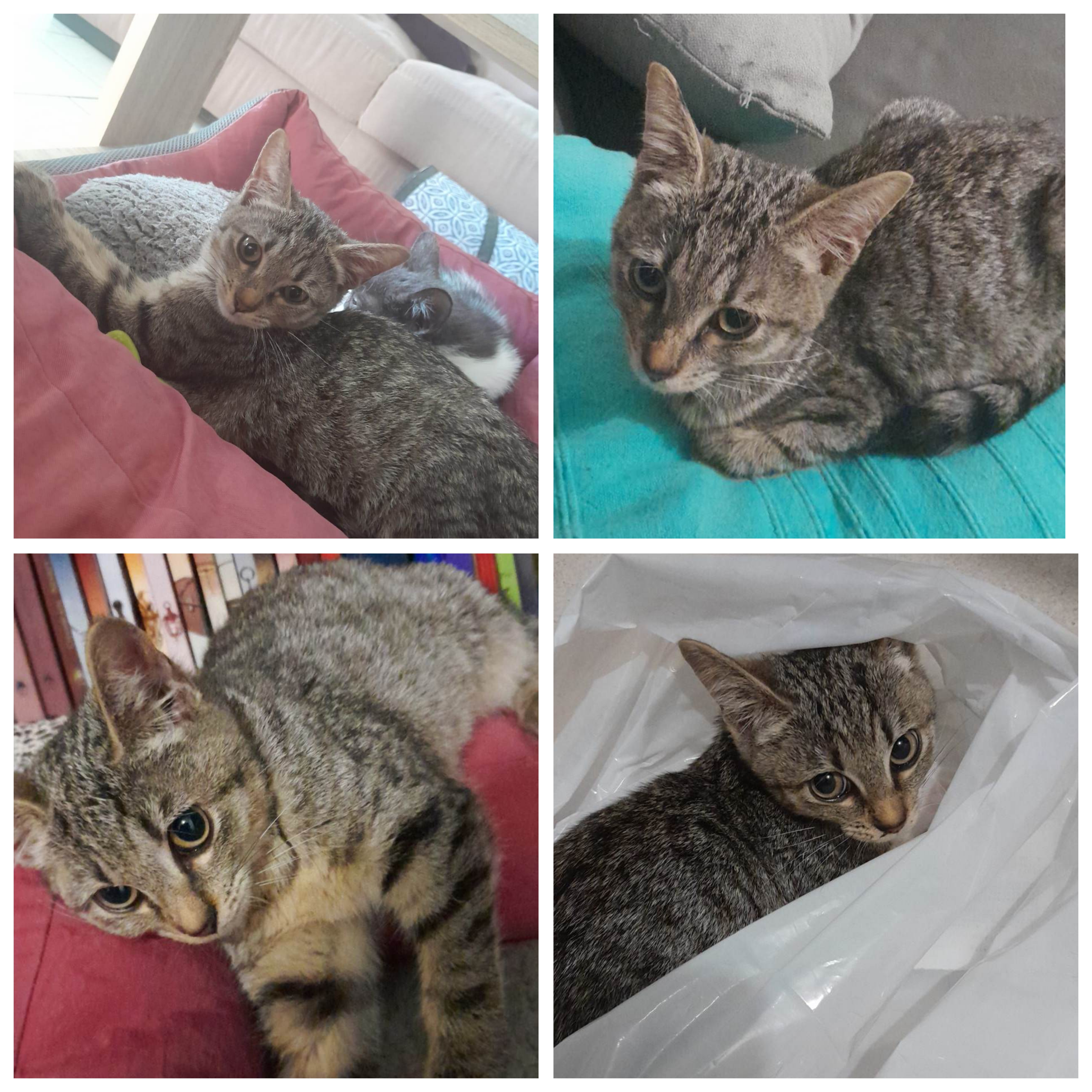 Lola