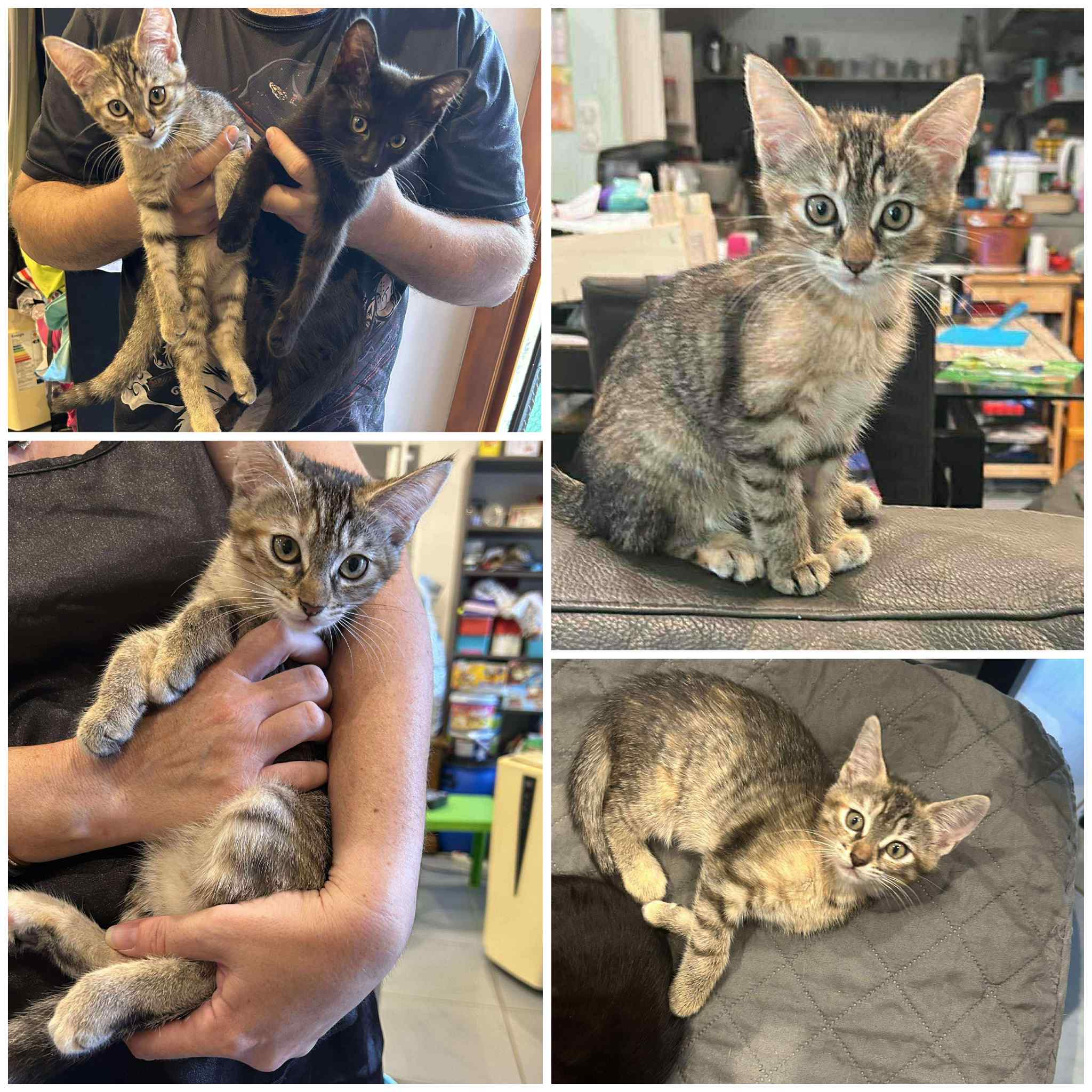 Aquali