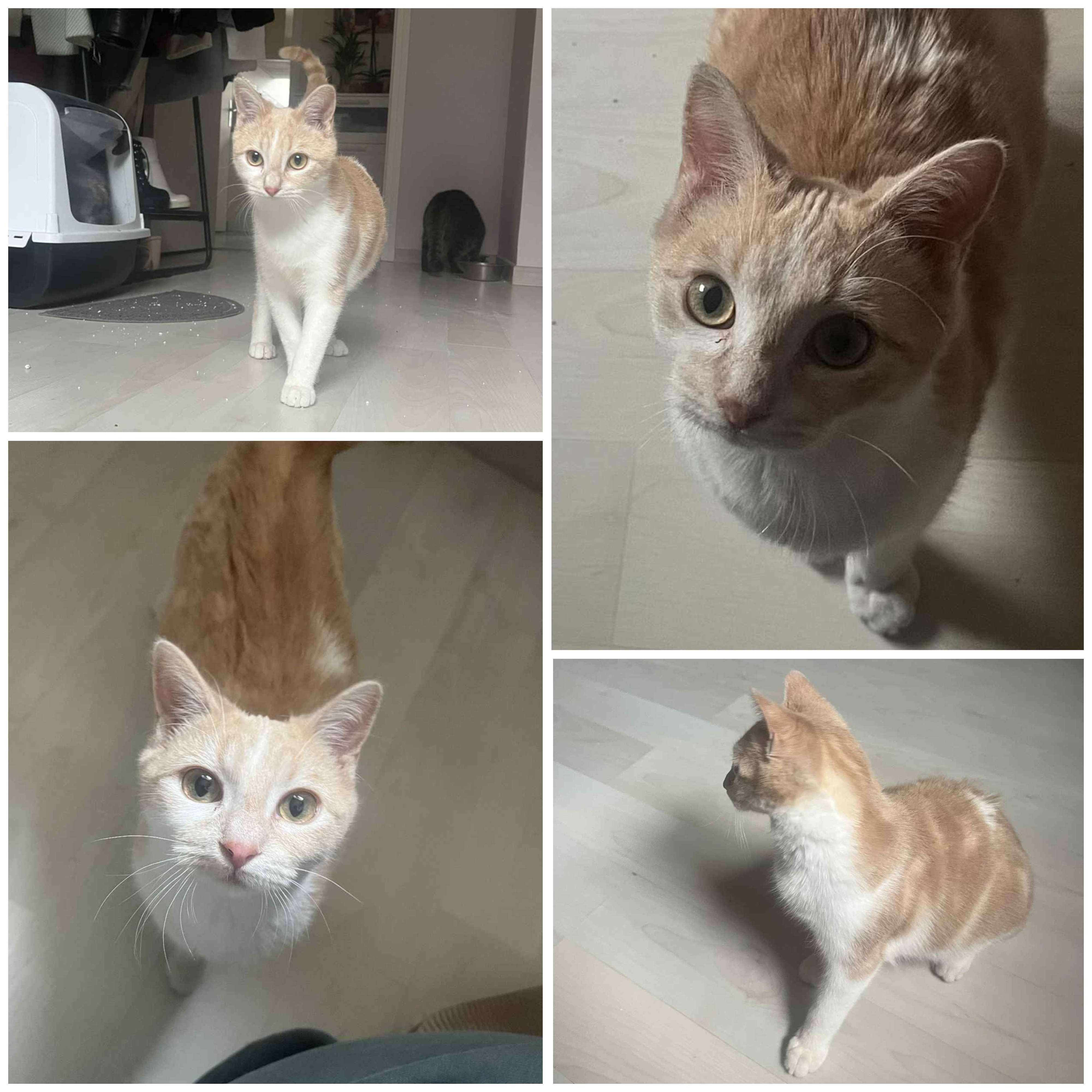 Abricot