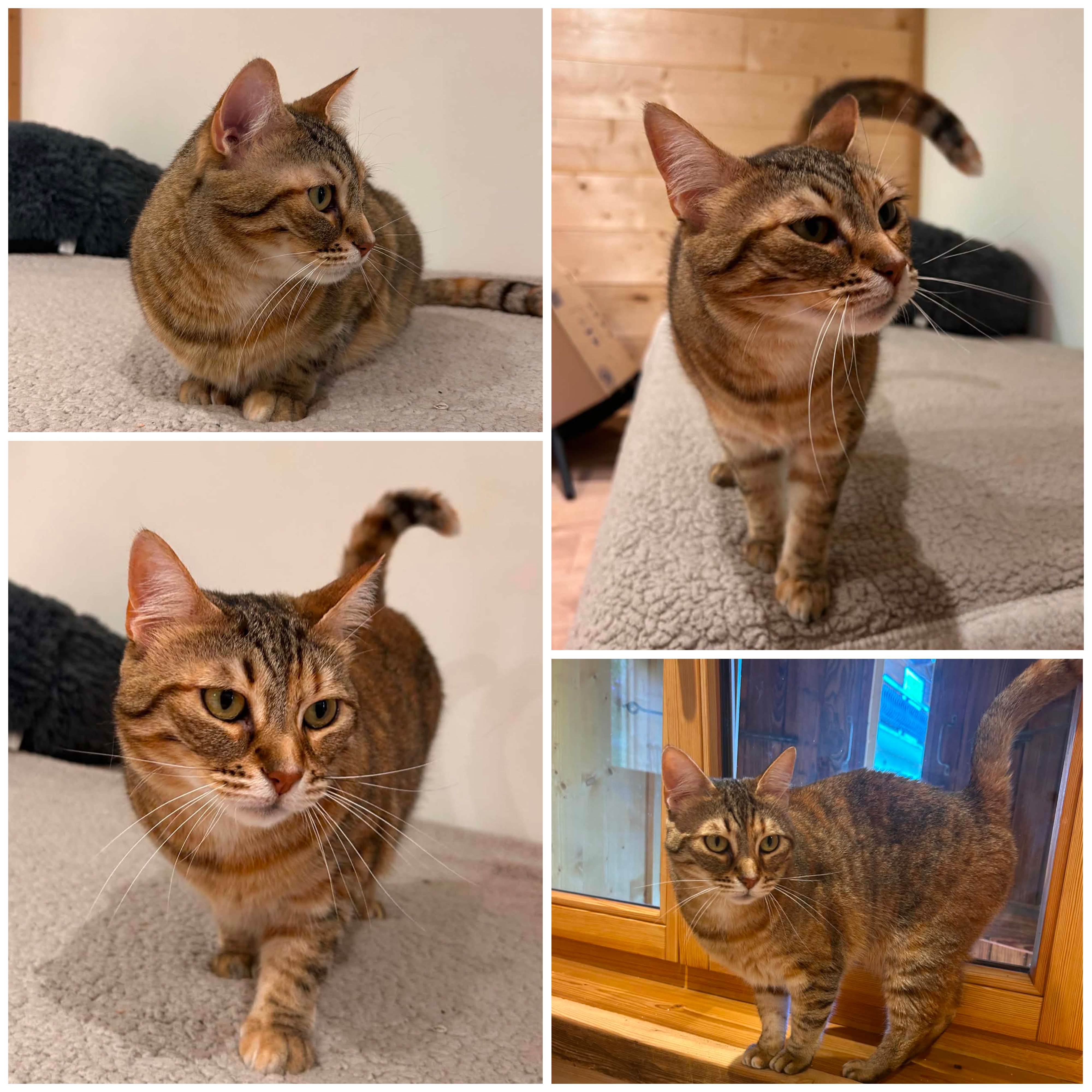 Lilou