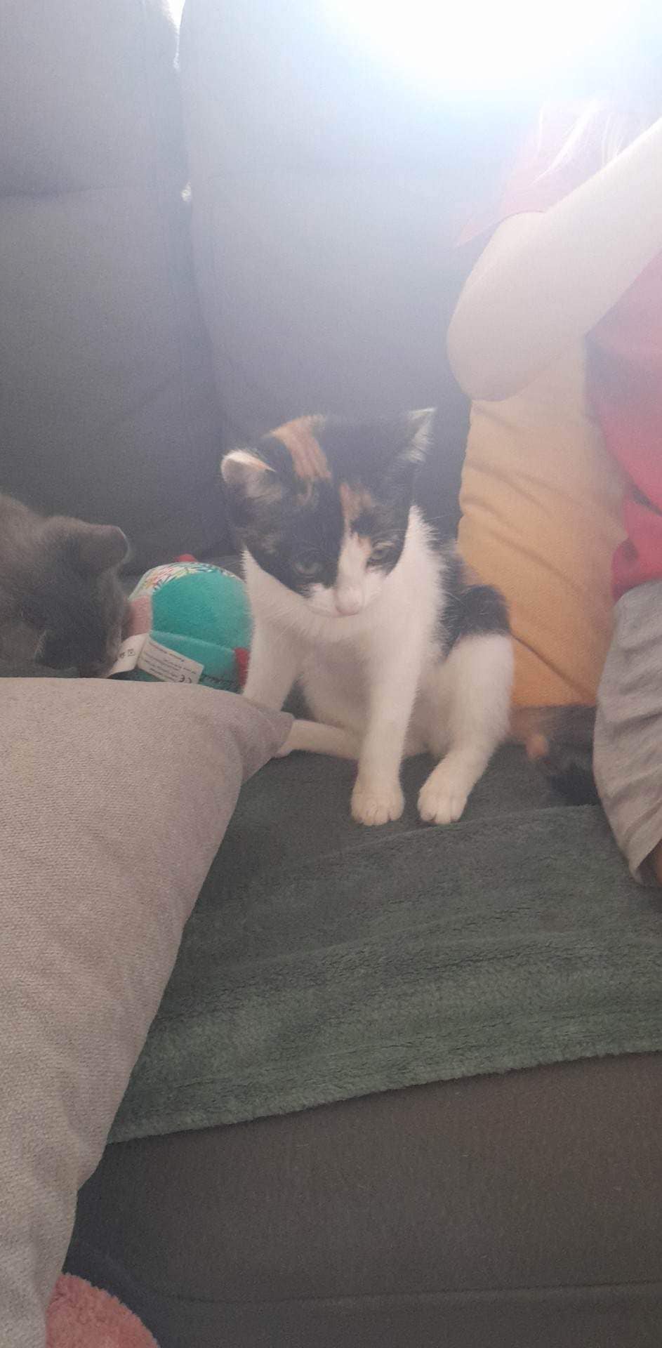 Lia