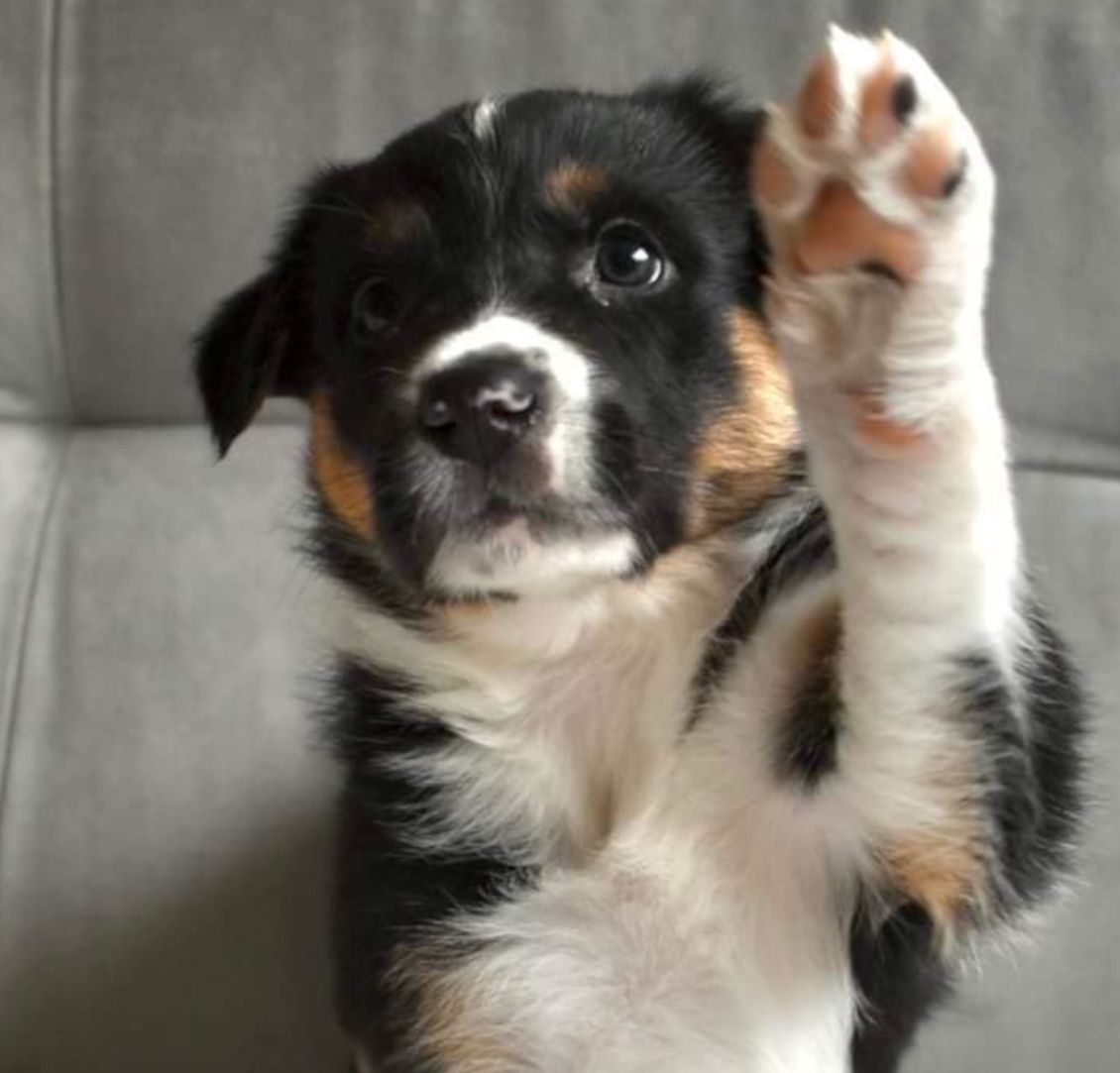 Nos chiens